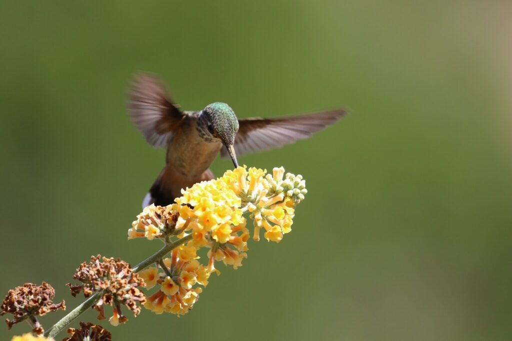 Habitat naturali per api e impollinatori selvatici