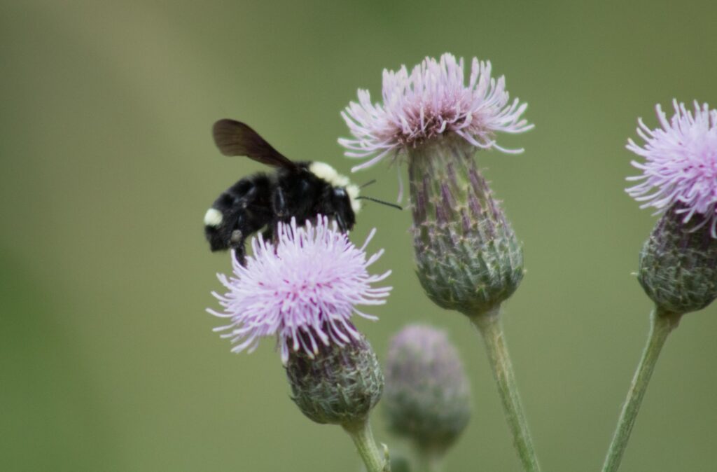 Api in attività di impollinazione per biodiversità sostenibile