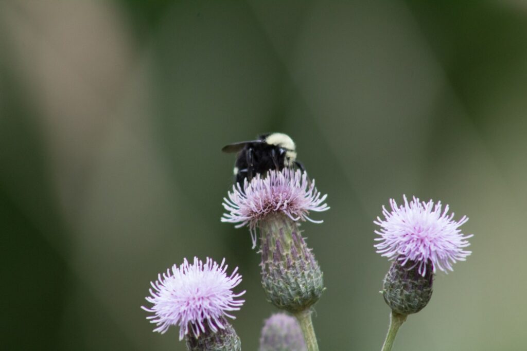 Habitat naturali per api e impollinatori selvatici