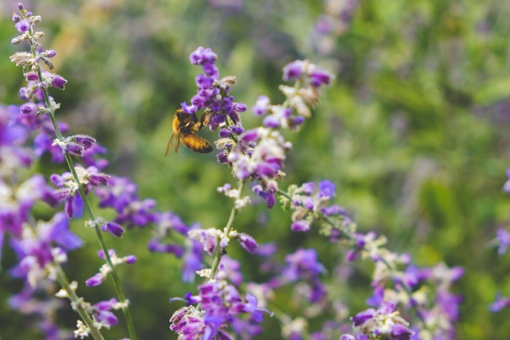 Biodiversità locale e habitat per impollinatori